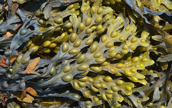 Bladderwrack Fucus vesiculosus-350x220