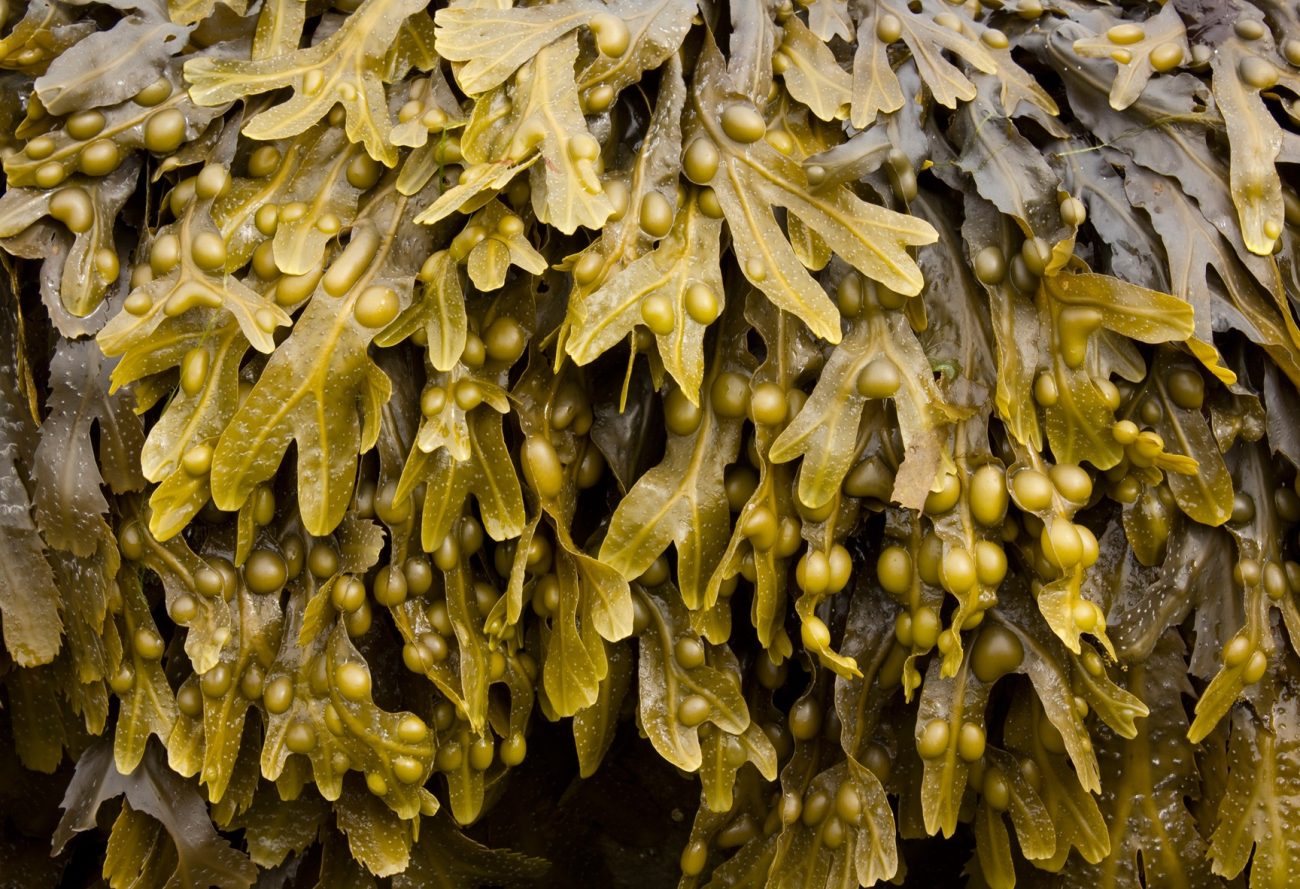 Bladderwrack-Fucus-vesiculosus-1300x889