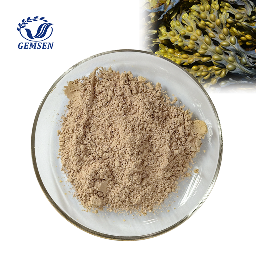 Natural Supplement Bladderwrack (Fucus Vesiculosus) Extract Powder 0.1% 0.2% 0.3% Iodine Titration from China